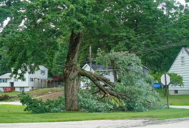 How Our Tree Care Process Works  in  Pomona, CA