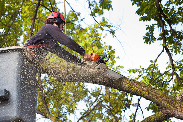 Trusted Pomona, CA Tree Services Experts